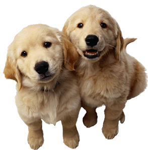 4_paws_of_mercer001007.gif