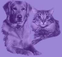 4_paws_of_mercer001010.jpg