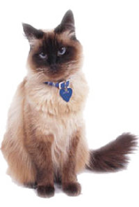 4_paws_of_mercer001011.jpg