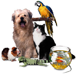 4_paws_of_mercer001016.jpg