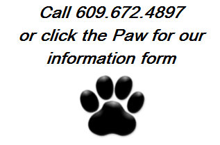 4_paws_of_mercer001005.jpg